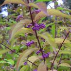 花木 庭木の苗 （わけあり特価）コムラサ