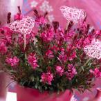 草花の苗ガウラガウディレッド3-3...