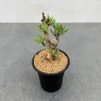 観葉植物チレコドンブッコルジアヌス...