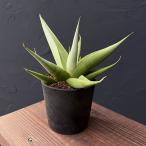 観葉植物/サンセベリア：ミラノ2....