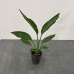観葉植物ストレリチアレギネ3号ポット