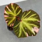 観葉植物/(わけあり特価)ベゴニア:ソリムタータ バリエガータ(ピンク斑入り) 3号鉢植え