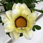 草花の苗/(わけあり特価)ガザニア:ビッグキス ホワイト3.5号ポット