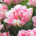  тюльпан fino -la1 лампочка .....3 номер глубокий pot (. -слойный ..DL)