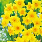  нарцисс ( нарцисс ) сад опера 1 лампочка ..3 номер pot 