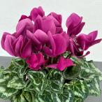 （わけあり特価）シクラメン アンティラオ シーデンモーン5号鉢植え