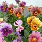 草花の苗 ビオラ エボルべ　ストライプ3.5号ポット 3