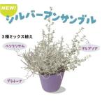 草花の苗/シルバーアンサンブル3....
