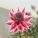 花木 庭木の苗 セルリア（ジョーイセルリア） シュガー＆スパイス 5号鉢植え