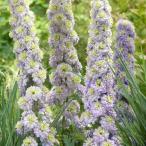 草花の苗 デルフィニウム クリスタルデライト4号ポット