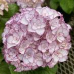 花木 庭木の苗 アジサイ ベルシック3-3.5号ポット