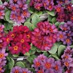 草花の苗 プリムラ ジュリアン アンティークワイン 3.