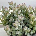 観葉植物/コチレドン：ペンデンス2...