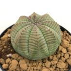 観葉植物/ユーフォルビア：オベサ3...
