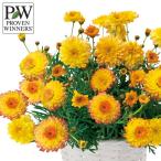 草花の苗 マーガレット マーマレードスフレ3.5号ポッ