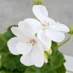 . цветок. рассада герань качество Iceberg 4 номер pot 