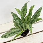 観葉植物/アグラオネマ：ゴースト3...
