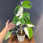 観葉植物モンステラボルシギアーナ5...