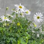草花の苗 ブラキカム スプリームホワイト3号ポット