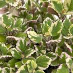 草花の苗 アロマティカス ミントリ�