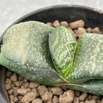 観葉植物/ガステリア：臥牛交配種3...