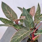 観葉植物 フィロデンドロン ピンクバーキン 3号ポット