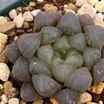 観葉植物 ハオルチア イクラ 2.5号鉢植え