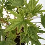 ハーブの苗 ニオイゼラニウム スーパーレモンゼラニウム シトロネルム3.5号ポット