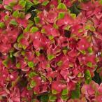 花木 庭木の苗 アジサイ グロッシーリップス3.5号ポット