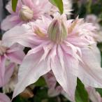 クレマチスの苗 クレマチス サクラノヨウセイ（咲良の妖精）3-3.5号ポット