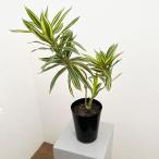 観葉植物 ドラセナ ソングオブサイアム 5号ポット
