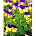 草花の苗/ワイルドパンジー：ハーツ...