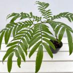 観葉植物/シダ:リュウビンタイ 3.5号ポット