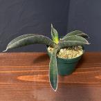 観葉植物/サンセベリア：ハリーベー...