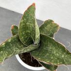 観葉植物/サンセベリア：ドラゴンウ...