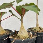 観葉植物フィカスぺティオラリス3号...