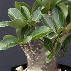観葉植物/アデニウム:ブラックステム(実生) 4号鉢植え ザ・ファームセレクト