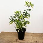 観葉植物/キョウチクトウ(夾竹桃):アコカンテラ斑入り 8号鉢植え