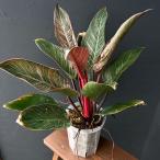 観葉植物 フィロデンドロン ピンクバーキン（ミューテーション）　6号ねこチップ×ネガミエル植え