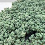 観葉植物セダムプレビフォリウム3号ポット