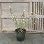 花木 庭木の苗 ディクラスティリス グラビフローラ 5号ポット