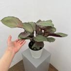 観葉植物/(わけあり特価)カラテア:シルバープレート 5号鉢植え