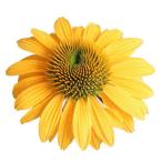 草花の苗 エキナセア ポリネーション イエロー 3号ポット