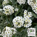 草花の苗スーパーアリッサムアイシク...