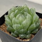 観葉植物ハオルチアピクツラータ2....