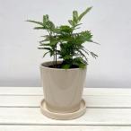 観葉植物/エバーフレッシュ・陶器鉢...