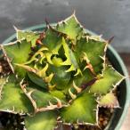 観葉植物/アガベ:チタノタレッドキャットウィーゼル 5号鉢植え