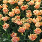 球根/チューリップ：フォクシーフォ...