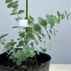 花木 庭木の苗 ユーカリ ベイビーブルーブーケ3号ポット