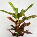 観葉植物/クロトン:sp.(ホコ葉系) 4号鉢植え